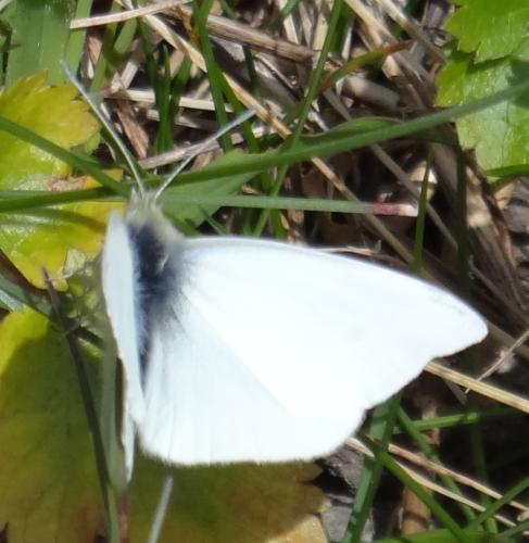 Pieris rapae